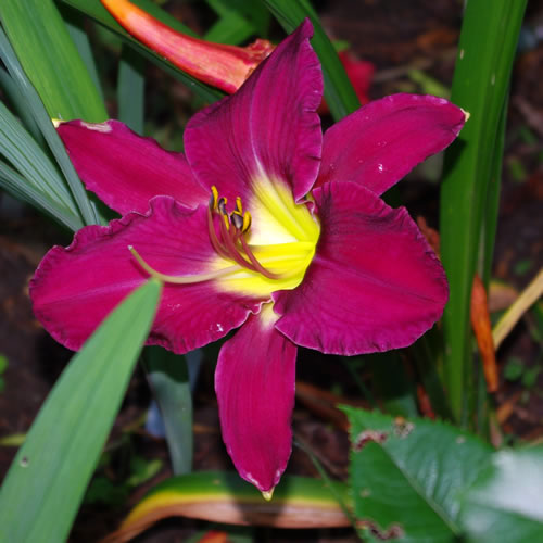Hemerocallis Friar's Lantern